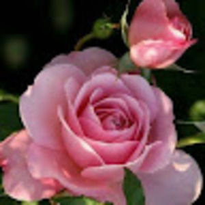 Meet your Posher, Hope